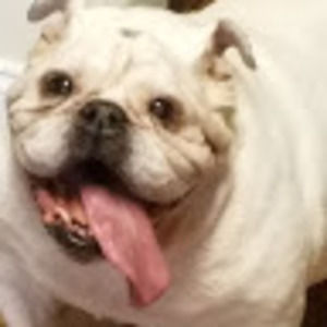 Meet your Posher, Bernie